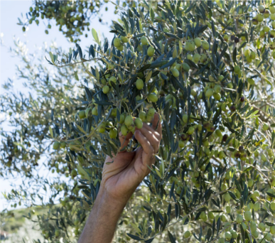 Olive Handpick Harvest